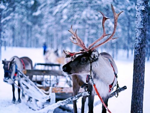 navidad en autocaravana 2026