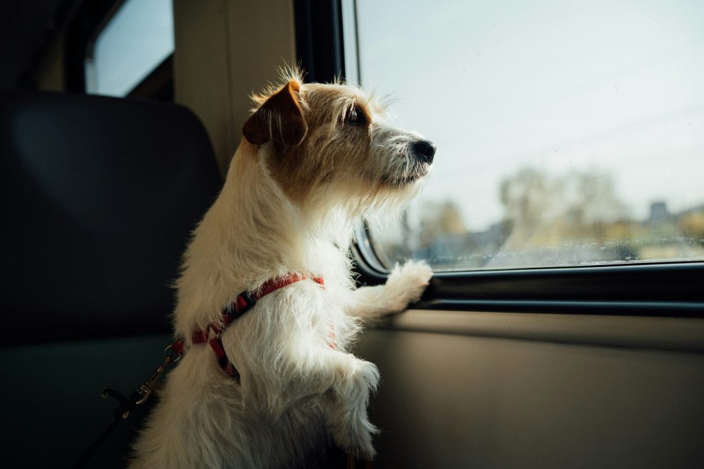 viajar con mascotas en autocaravana