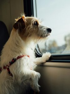 Guía sobre viajar con mascotas en autocaravana image