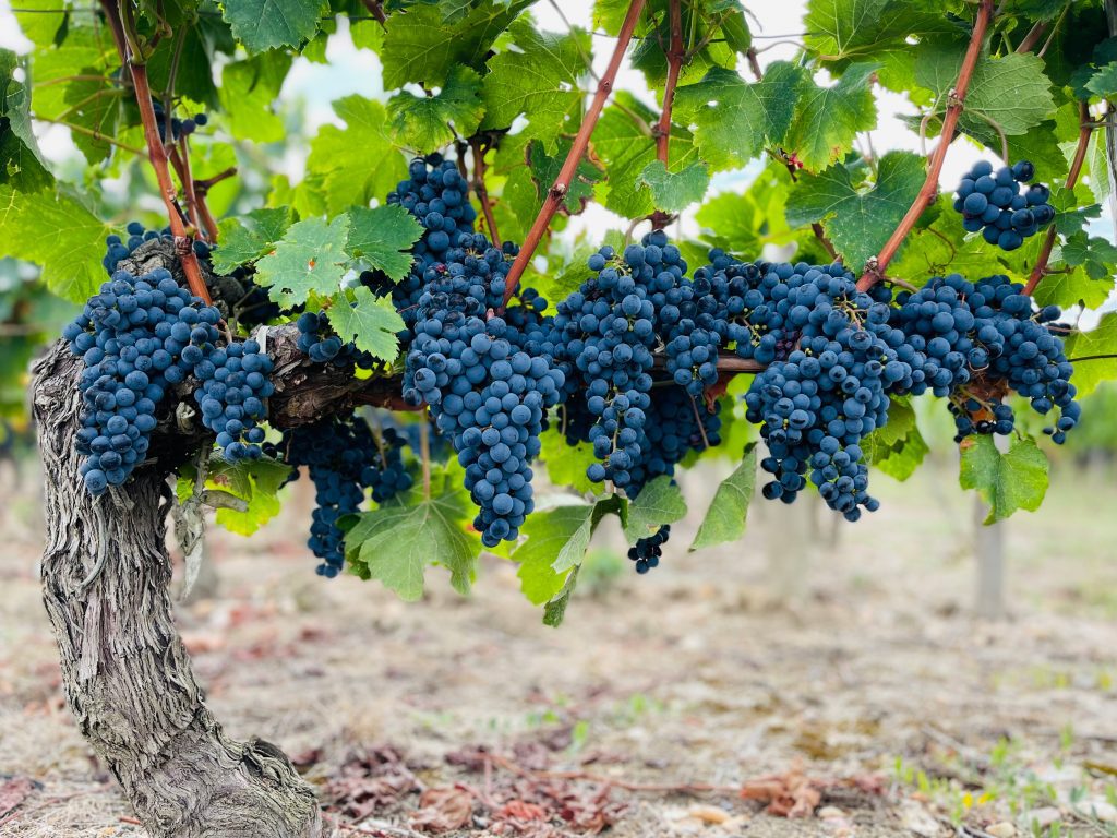 Médoc en autocaravana